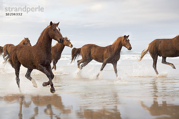 Braune Pferde beim Laufen am Strand