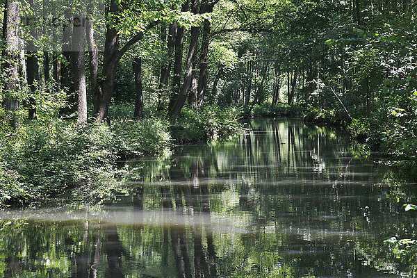 Deutschland  Brandenburg  Spreewald  Fluss im Wald