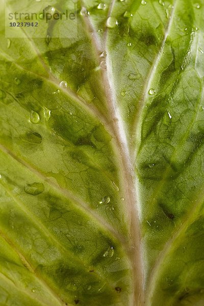 Weisskohlblatt mit Wassertropfen (Close Up)