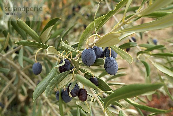 Baum schwarz Olive