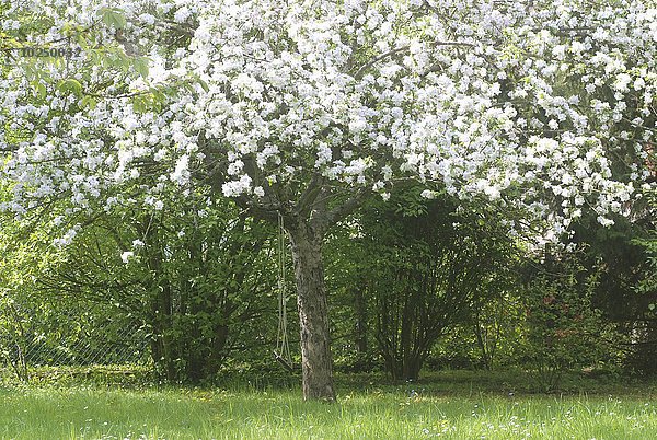 Baum Kirsche Blüte