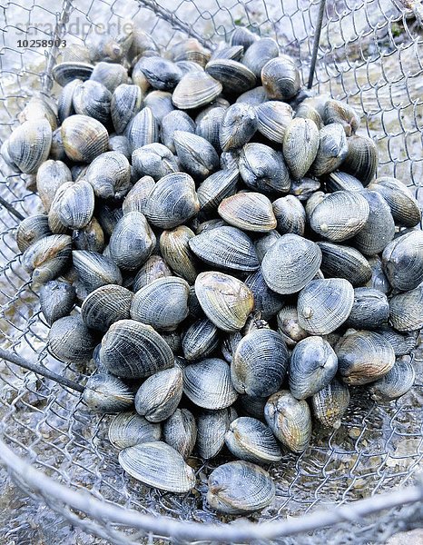 Littleneck clams