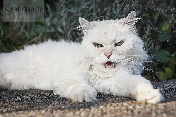 Porträt einer weißen Katze  die im Freien knurrt
