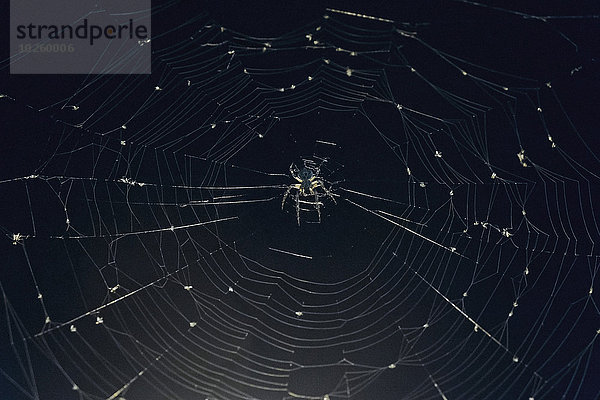 Nahaufnahme der Spinne im Netz
