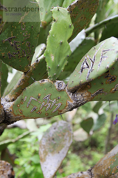Nahaufnahme des auf Kaktusblättern geschnitzten Textes