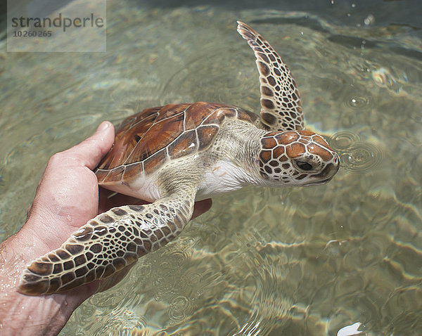 Abgeschnittenes Bild einer Schildkröte über dem Meer