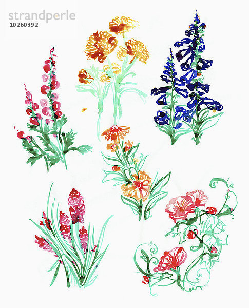 Illustration verschiedener Blütenpflanzen auf weißem Hintergrund