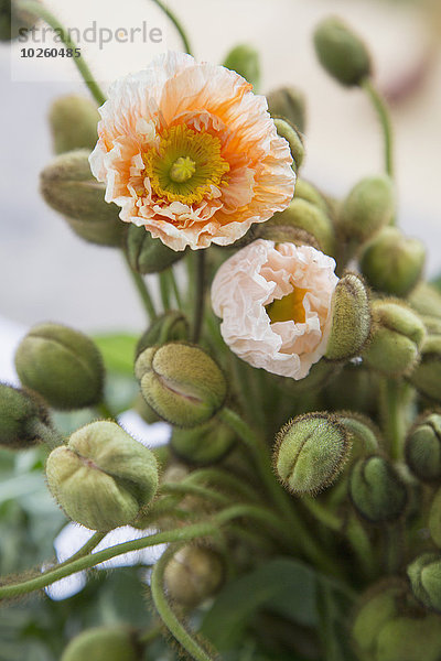 Blumen und Knospen wachsen im Garten