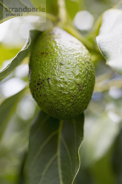 Avocado am Baum hängend