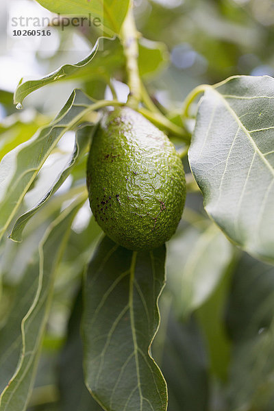 Avocado am Baum hängend