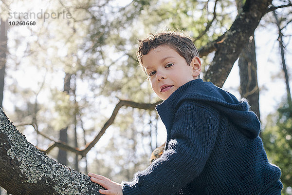 Niederwinkel-Porträt eines Jungen auf einem Baumstamm im Wald