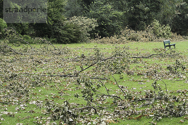 Auf Gras gefallene Äste im Park