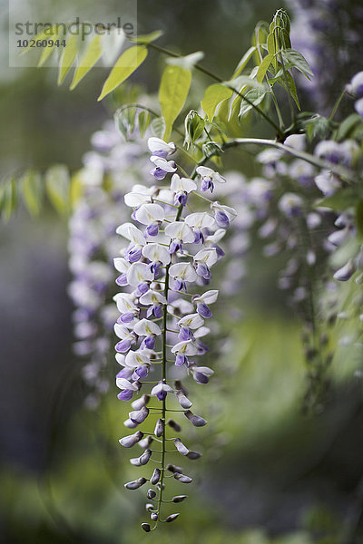 Nahaufnahme von violetten Glyzinienblüten im Park