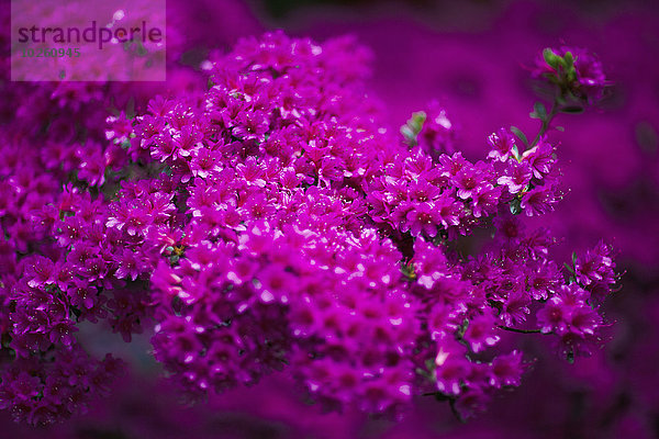 Nahaufnahme von rosa Azaleenblüten  die im Park blühen.