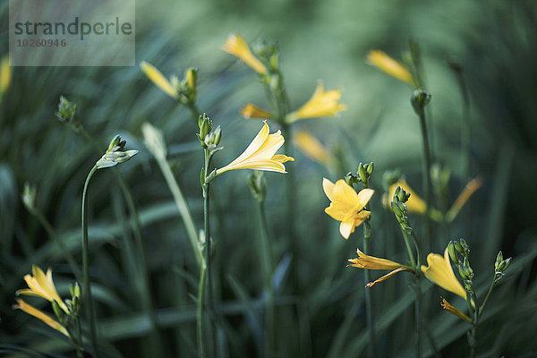 Gelbe Lilien wachsen im Park