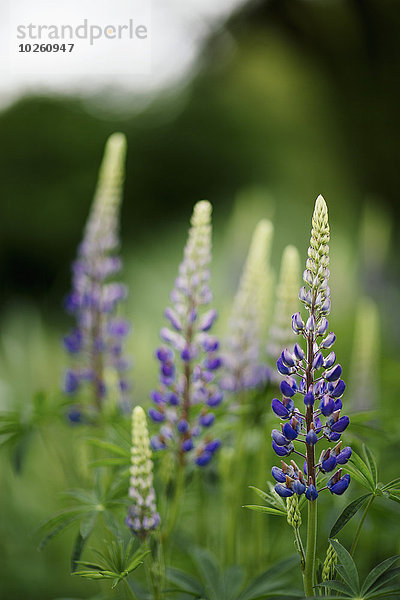 Nahaufnahme von violetten Lupinenblüten im Park