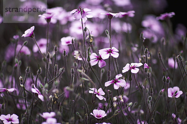 Rosa Blumen blühen im Park