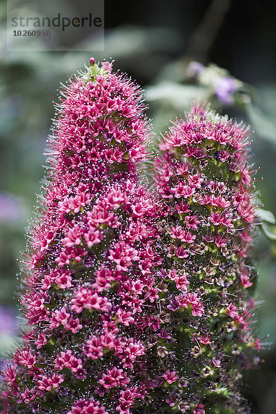 Nahaufnahme der im Park blühenden Buddleia-Blüten