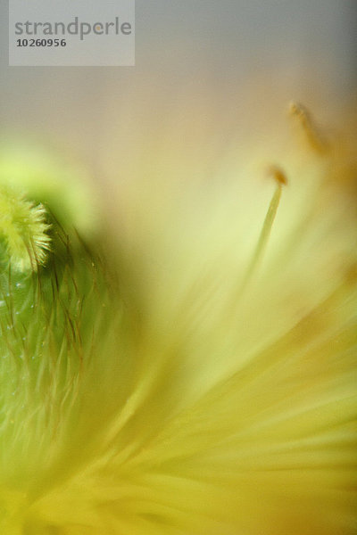 Detail der gelben Blume