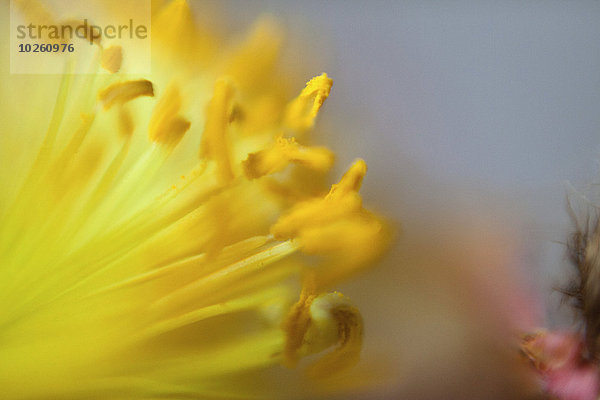 Detail der gelben Blütenpollen