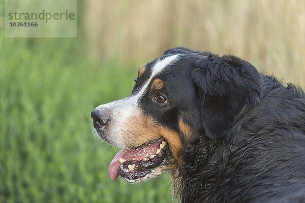 Nahaufnahme von Border Collie mit Blick auf den Rasen