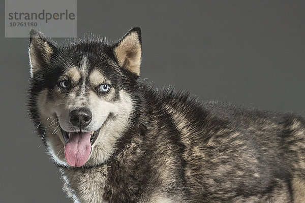 Siberian Husky mit Blick über den grauen Hintergrund