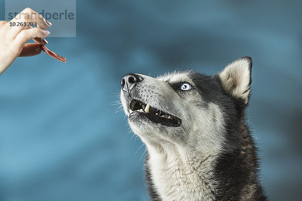 Nahaufnahme einer Frau  die Siberian Husky über farbigem Hintergrund füttert.
