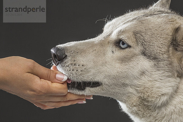 Nahaufnahme einer Frau  die Siberian Husky über grauem Hintergrund füttert.