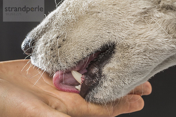 Nahaufnahme der Siberian Husky leckenden Frau mit grauem Hintergrund