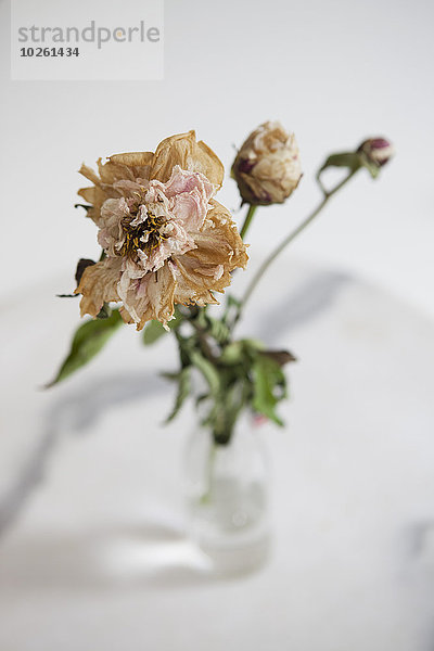 Hochwinkelansicht der trocknenden Blume in Vase auf weißem Hintergrund