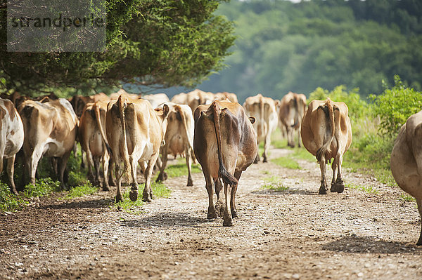 Hausrind Hausrinder Kuh Gesäß Po Amerika gehen Milchprodukt Fernverkehrsstraße Verbindung Maryland