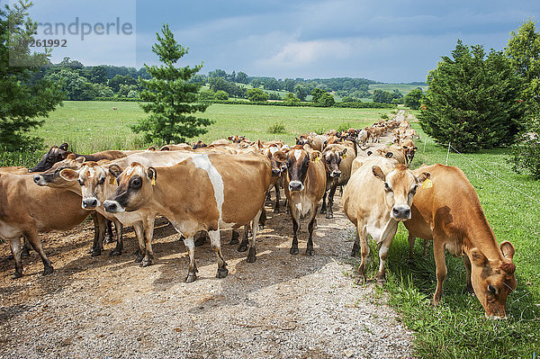 Hausrind Hausrinder Kuh Amerika gehen Milchprodukt Fernverkehrsstraße Kies Verbindung Maryland