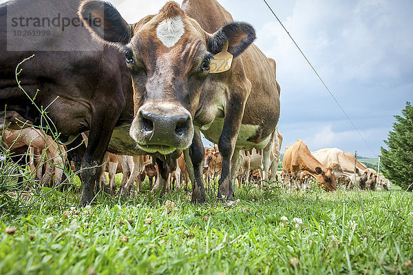 Hausrind Hausrinder Kuh sehen Amerika Milchprodukt Blick in die Kamera Verbindung Gras essen essend isst Maryland