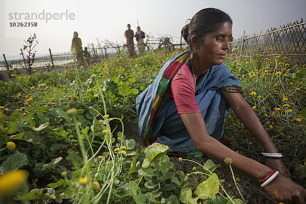 Frau arbeiten Feld Bangladesh