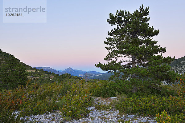 Frankreich Baum Landschaft Kiefer Pinus sylvestris Kiefern Föhren Pinie Provence - Alpes-Cote d Azur Region In Nordamerika Abenddämmerung Verdonschlucht