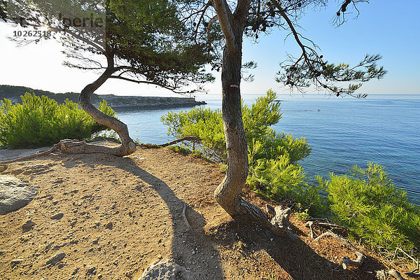 Frankreich Baum Kiefer Pinus sylvestris Kiefern Föhren Pinie Provence - Alpes-Cote d Azur Bucht Martigues Mittelmeer