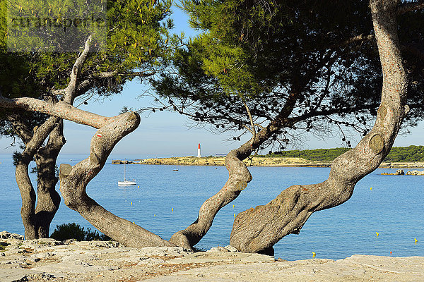 Frankreich Baum Küste Kiefer Pinus sylvestris Kiefern Föhren Pinie Provence - Alpes-Cote d Azur Martigues Mittelmeer