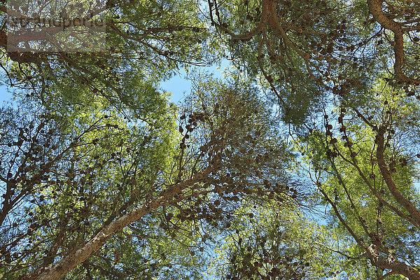 hoch oben Frankreich sehen Baum Wald Kiefer Pinus sylvestris Kiefern Föhren Pinie Provence - Alpes-Cote d Azur Martigues