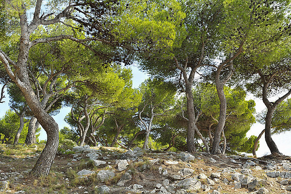 Frankreich Stein Küste Wald Kiefer Pinus sylvestris Kiefern Föhren Pinie Provence - Alpes-Cote d Azur