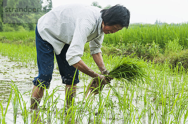 nahe arbeiten klein Dorf Feld Reis Reiskorn Bauer China