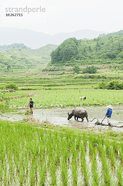nahe arbeiten klein Dorf Feld Reis Reiskorn Landwirtin China