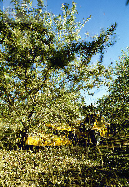 Amerika Baum Verbindung Mandel Kalifornien schütteln