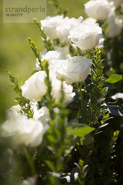 Hochzeit weiß Close-up Rose