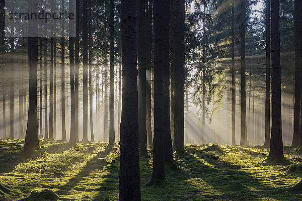 Morgen Sonnenaufgang Dunst Wald früh Fichte Deutschland Hessen
