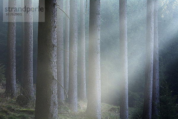 Morgen Wald Nebel Deutschland Niedersachsen