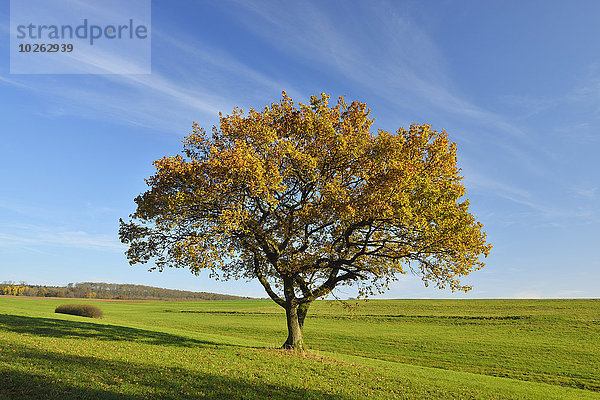 Baum Feld Herbst Eiche Deutschland Hessen