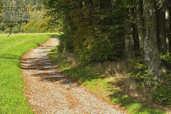 Weg Wald Close-up Deutschland Baden-Württemberg