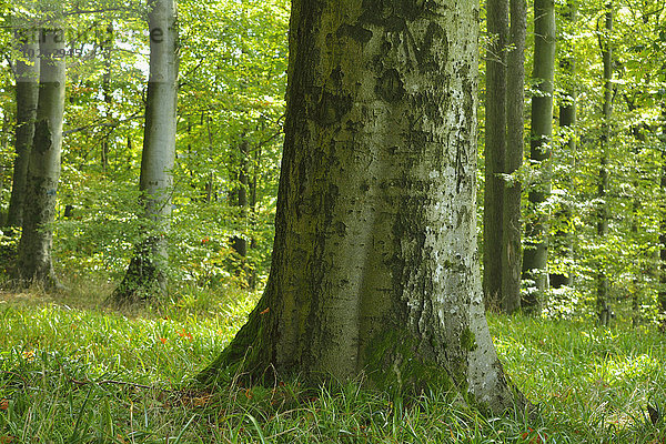 Baum Wald Close-up Buche Buchen Deutschland Baden-Württemberg