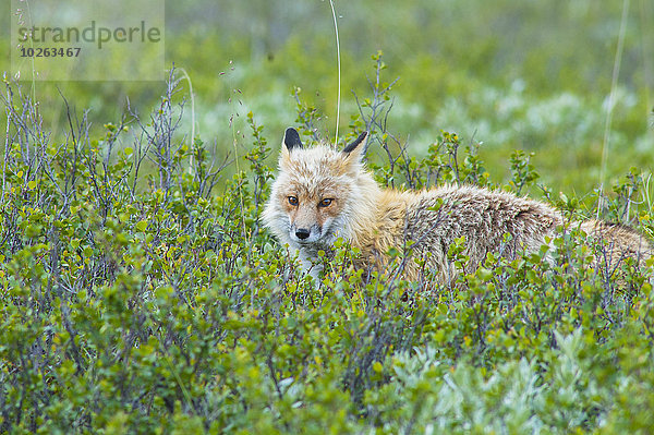 Nationalpark Tag Sommer Jagd rot Denali Nationalpark Fuchs