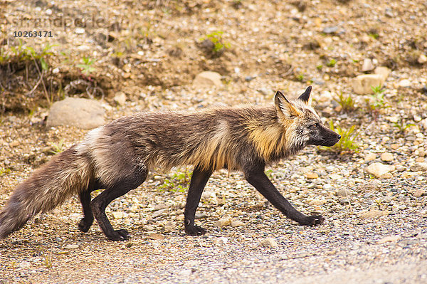 Fernverkehrsstraße Close-up Jagd rot vorwärts Denali Nationalpark Fuchs